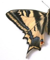 Papilio alexanor maccabaeus female aberration (Internet Image property of respective owner, non-commercial use only)
